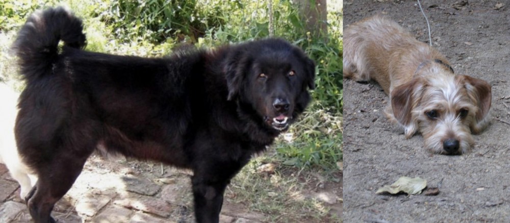 Schweenie vs Bakharwal Dog - Breed Comparison