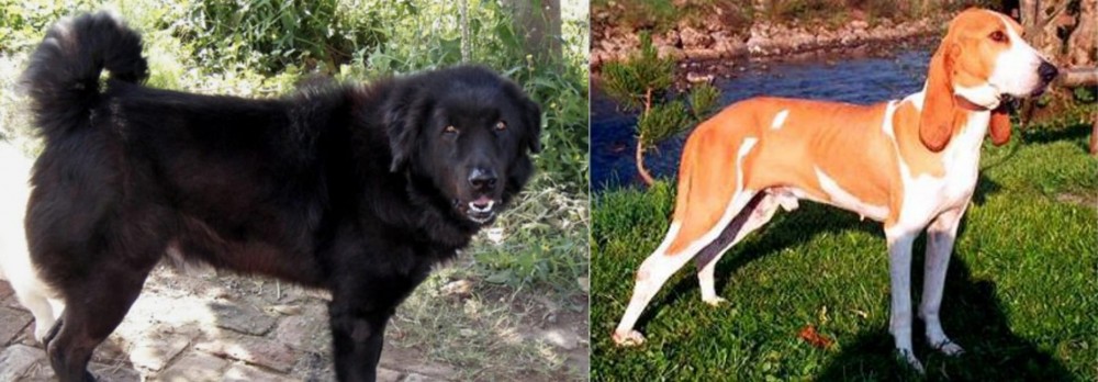 Schweizer Laufhund vs Bakharwal Dog - Breed Comparison