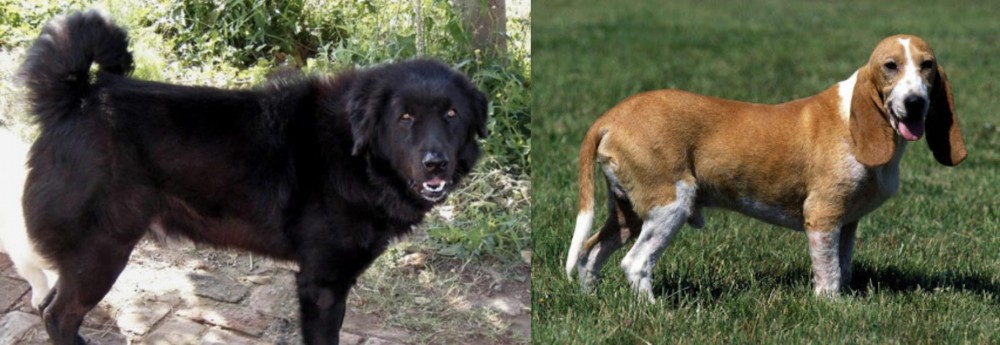 Schweizer Niederlaufhund vs Bakharwal Dog - Breed Comparison
