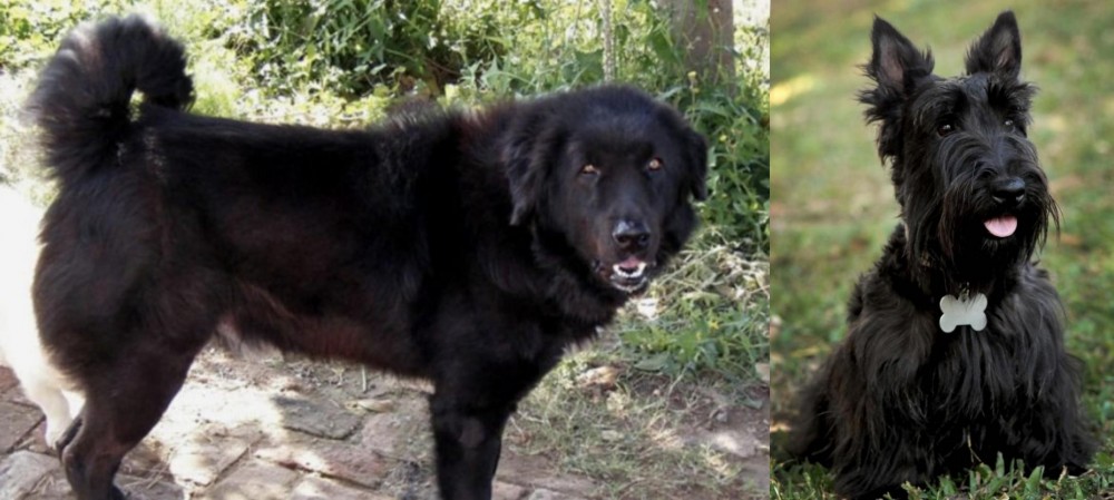 Scoland Terrier vs Bakharwal Dog - Breed Comparison