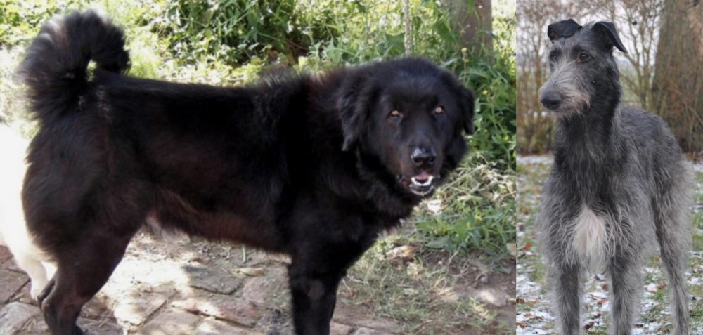 Scottish Deerhound vs Bakharwal Dog - Breed Comparison