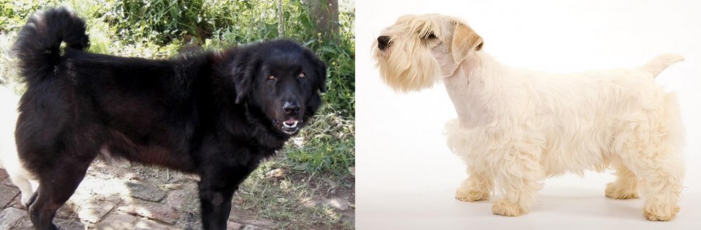 Sealyham Terrier vs Bakharwal Dog - Breed Comparison