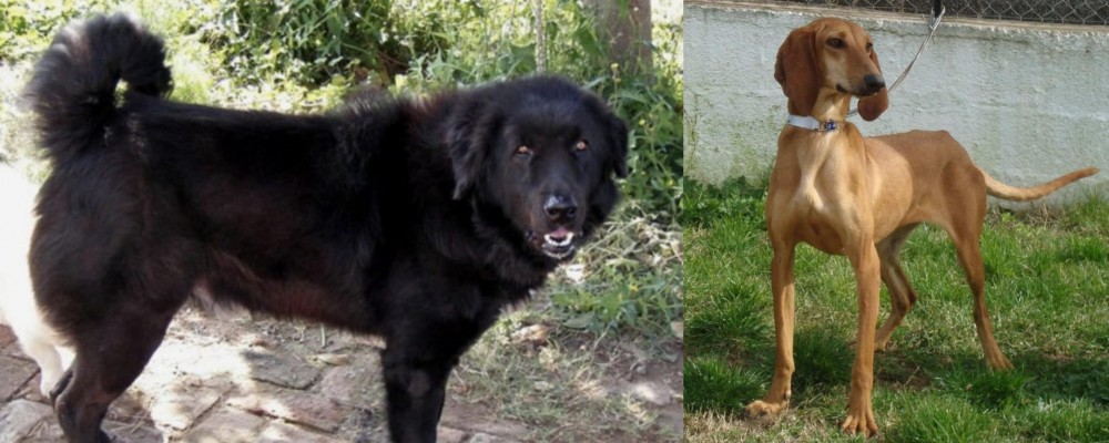 Segugio Italiano vs Bakharwal Dog - Breed Comparison