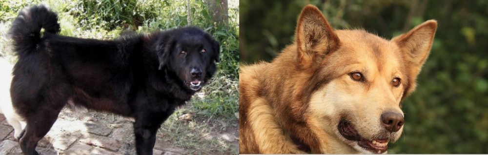 Seppala Siberian Sleddog vs Bakharwal Dog - Breed Comparison