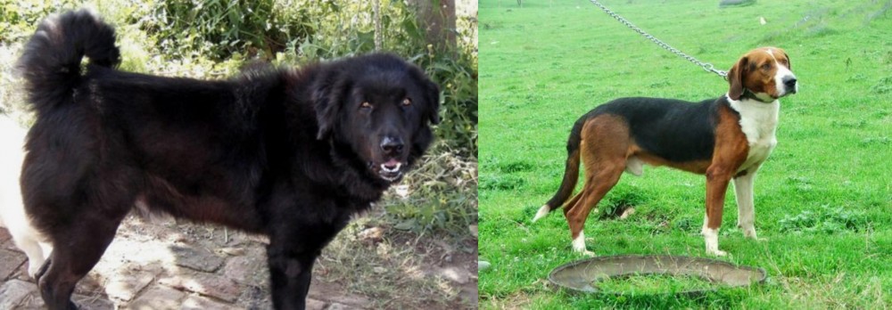 Serbian Tricolour Hound vs Bakharwal Dog - Breed Comparison