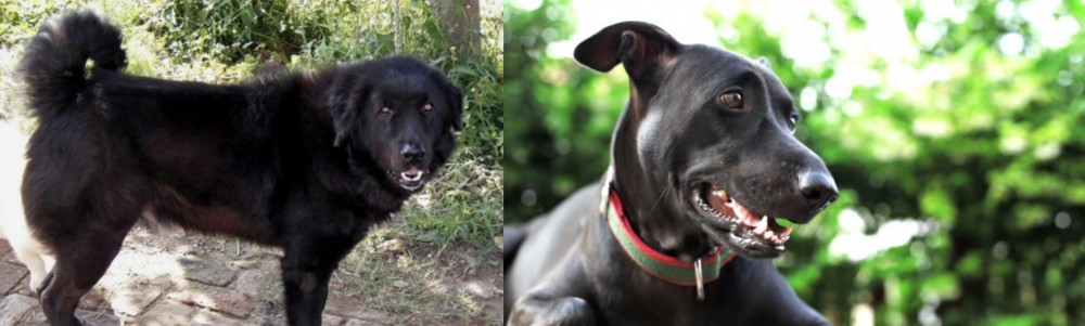 Shepard Labrador vs Bakharwal Dog - Breed Comparison