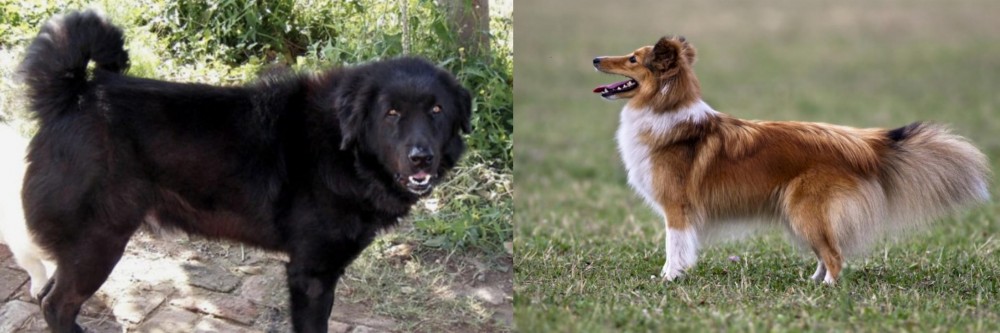 Shetland Sheepdog vs Bakharwal Dog - Breed Comparison