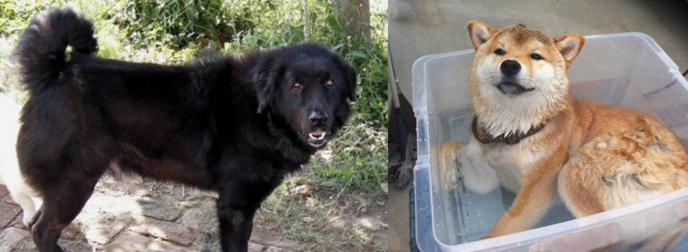 Shiba Inu vs Bakharwal Dog - Breed Comparison