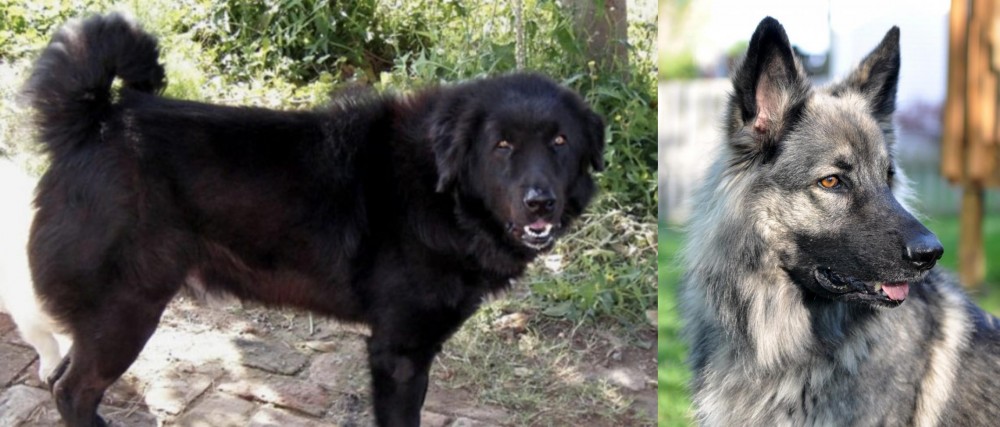 Shiloh Shepherd vs Bakharwal Dog - Breed Comparison