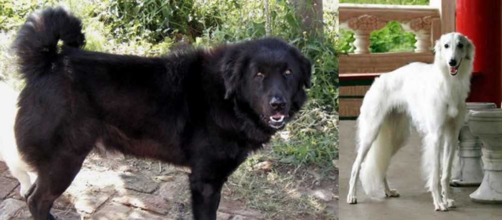 Silken Windhound vs Bakharwal Dog - Breed Comparison