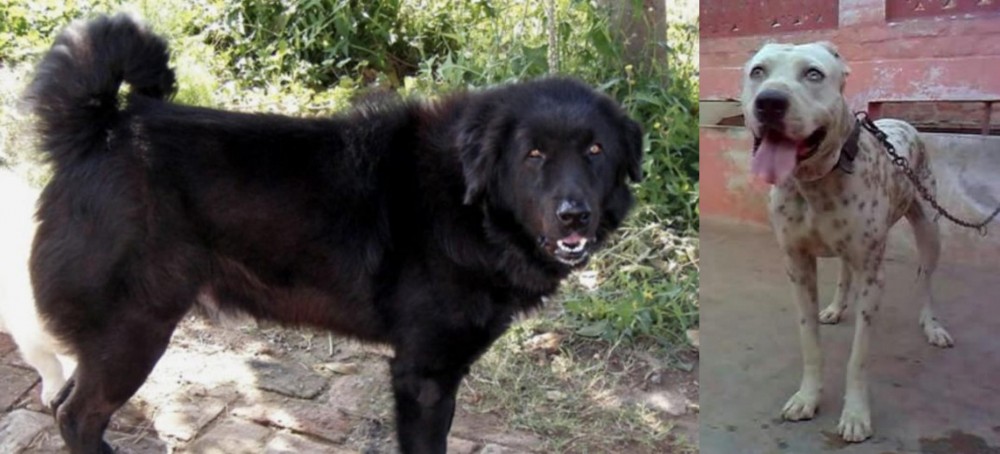 Sindh Mastiff vs Bakharwal Dog - Breed Comparison