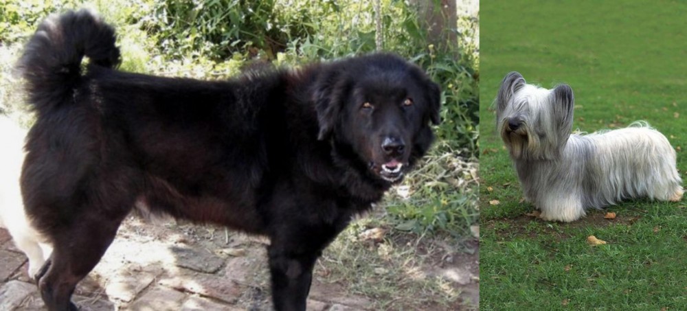 Skye Terrier vs Bakharwal Dog - Breed Comparison