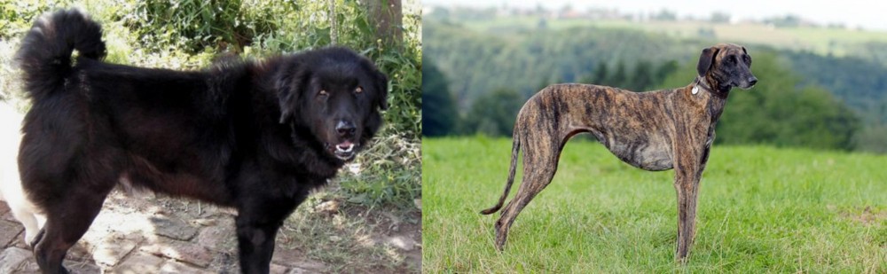 Sloughi vs Bakharwal Dog - Breed Comparison