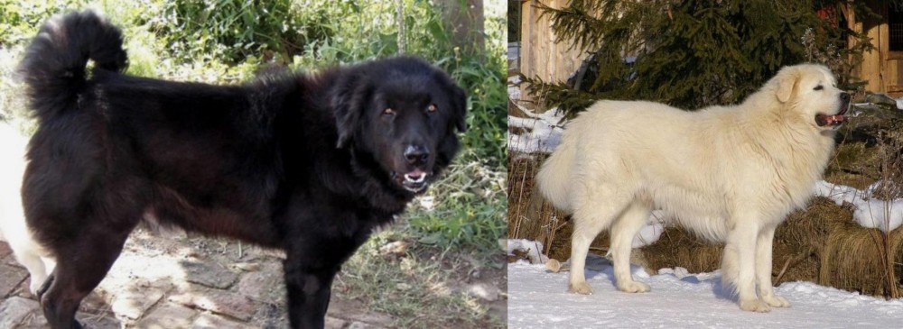 Slovak Cuvac vs Bakharwal Dog - Breed Comparison