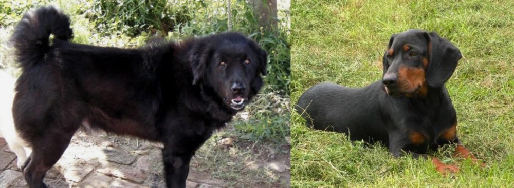 Slovakian Hound vs Bakharwal Dog - Breed Comparison
