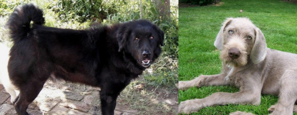 Slovakian Rough Haired Pointer vs Bakharwal Dog - Breed Comparison