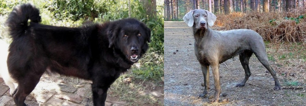 Slovensky Hrubosrsty Stavac vs Bakharwal Dog - Breed Comparison