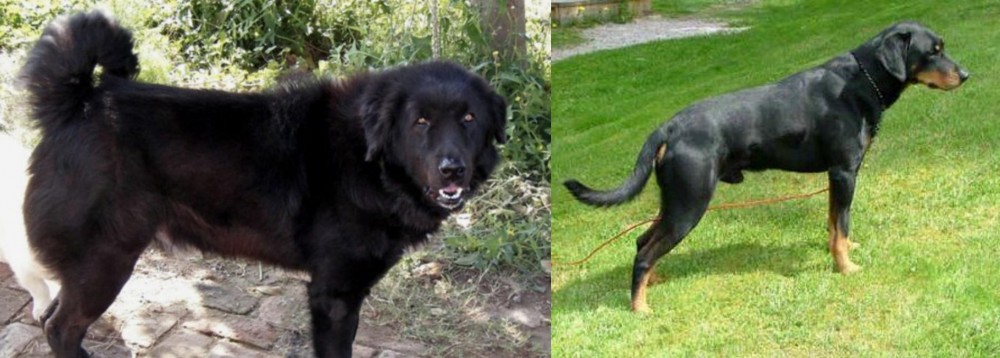 Smalandsstovare vs Bakharwal Dog - Breed Comparison