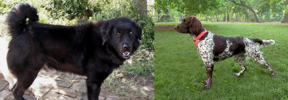 Small Munsterlander vs Bakharwal Dog - Breed Comparison