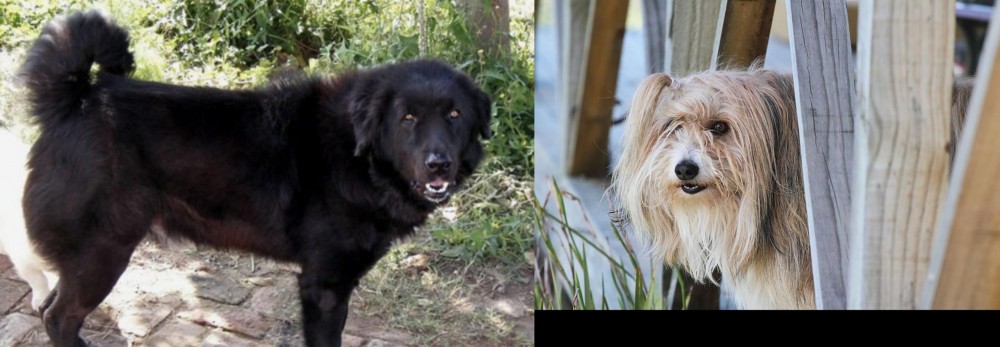 Smithfield vs Bakharwal Dog - Breed Comparison