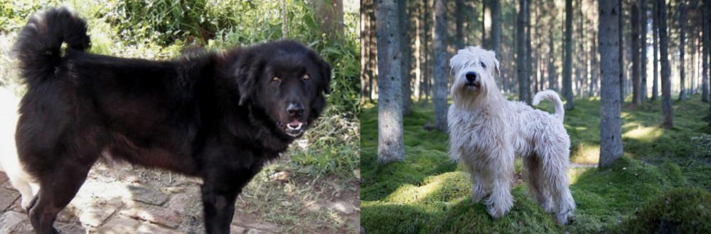 Soft-Coated Wheaten Terrier vs Bakharwal Dog - Breed Comparison