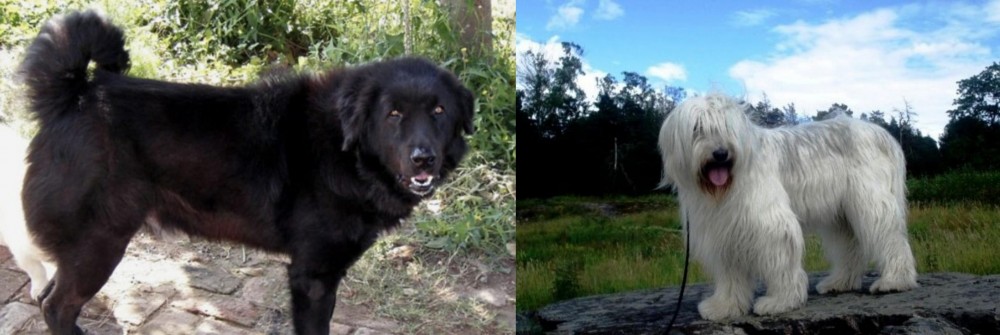 South Russian Ovcharka vs Bakharwal Dog - Breed Comparison