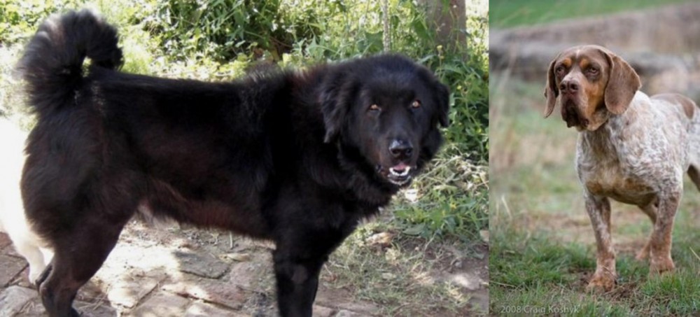 Spanish Pointer vs Bakharwal Dog - Breed Comparison