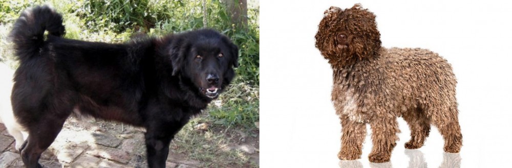Spanish Water Dog vs Bakharwal Dog - Breed Comparison