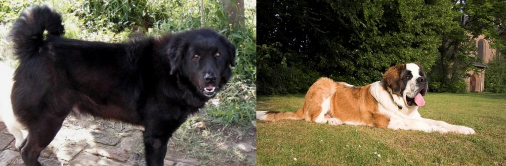 St. Bernard vs Bakharwal Dog - Breed Comparison