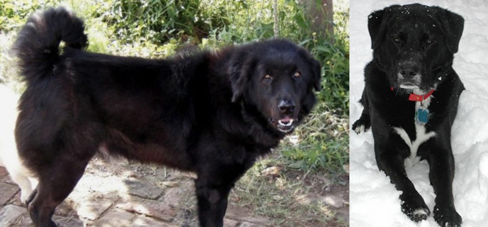 St. John's Water Dog vs Bakharwal Dog - Breed Comparison