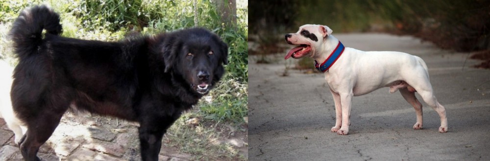 Staffordshire Bull Terrier vs Bakharwal Dog - Breed Comparison