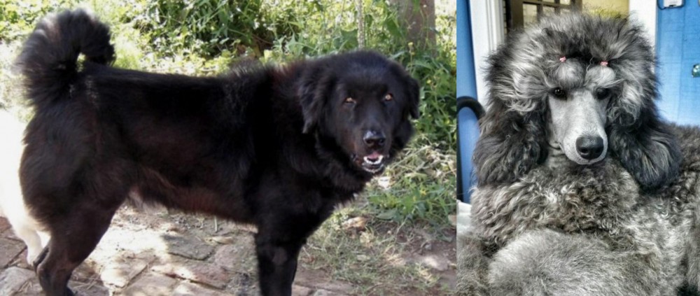 Standard Poodle vs Bakharwal Dog - Breed Comparison