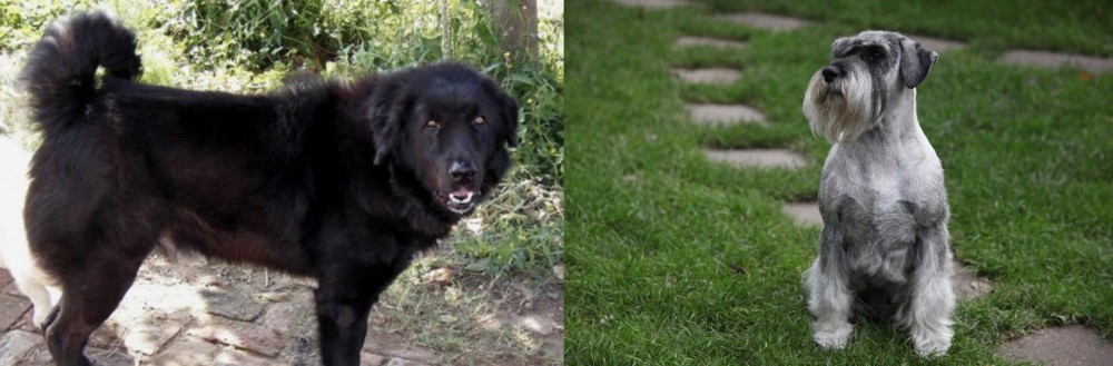 Standard Schnauzer vs Bakharwal Dog - Breed Comparison