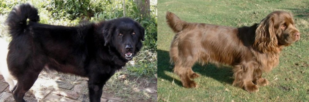Sussex Spaniel vs Bakharwal Dog - Breed Comparison