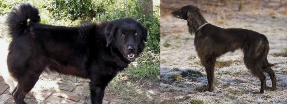 Taigan vs Bakharwal Dog - Breed Comparison