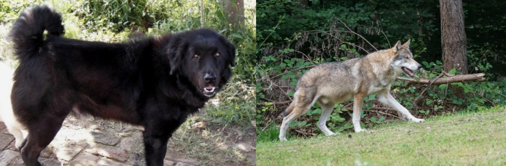 Tamaskan vs Bakharwal Dog - Breed Comparison