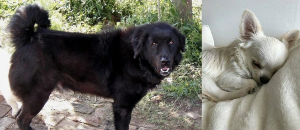 Tea Cup Chihuahua vs Bakharwal Dog - Breed Comparison