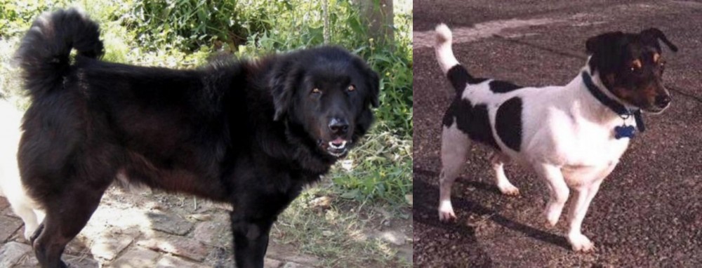 Teddy Roosevelt Terrier vs Bakharwal Dog - Breed Comparison