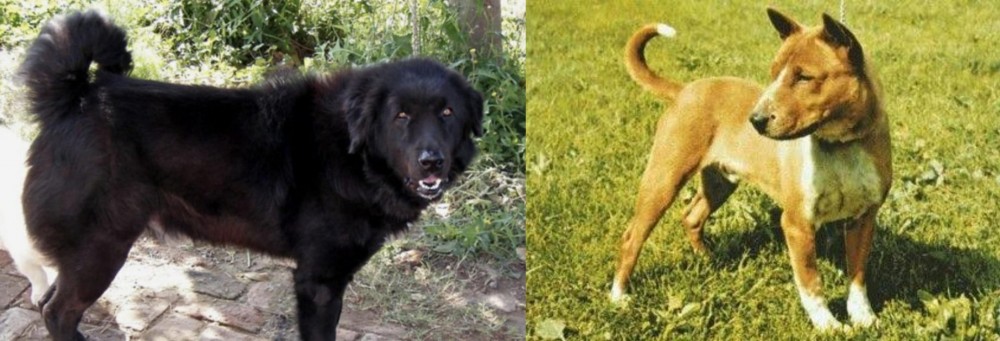 Telomian vs Bakharwal Dog - Breed Comparison