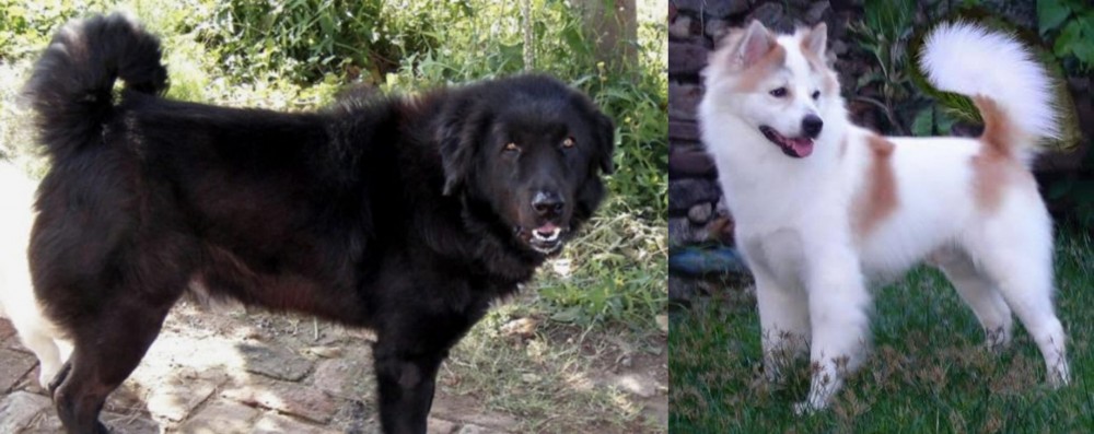 Thai Bangkaew vs Bakharwal Dog - Breed Comparison