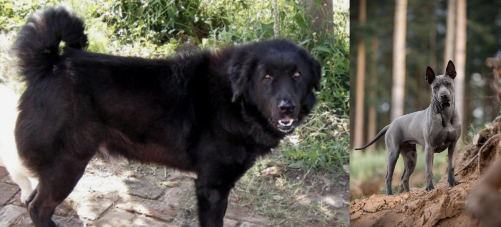 Thai Ridgeback vs Bakharwal Dog - Breed Comparison