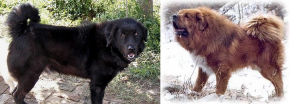 Tibetan Kyi Apso vs Bakharwal Dog - Breed Comparison