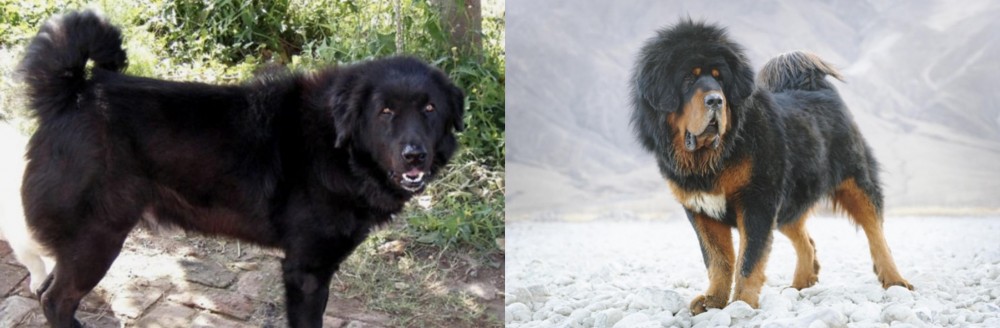 Tibetan Mastiff vs Bakharwal Dog - Breed Comparison