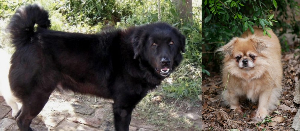 Tibetan Spaniel vs Bakharwal Dog - Breed Comparison