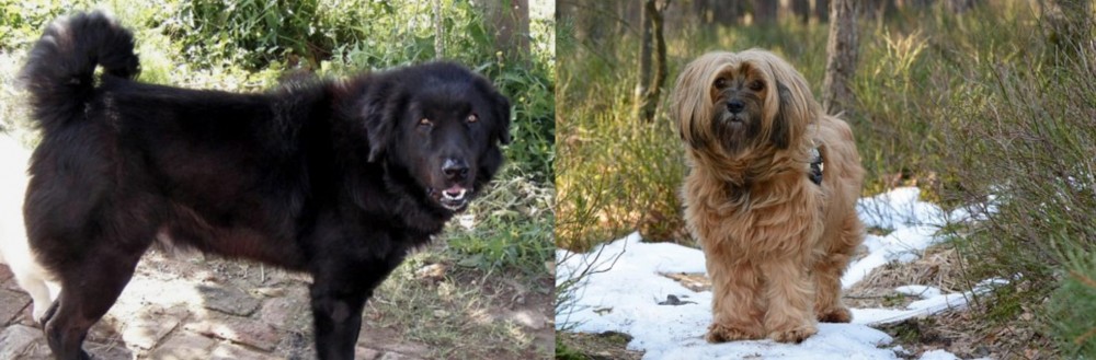 Tibetan Terrier vs Bakharwal Dog - Breed Comparison