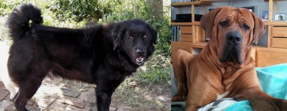 Tosa vs Bakharwal Dog - Breed Comparison