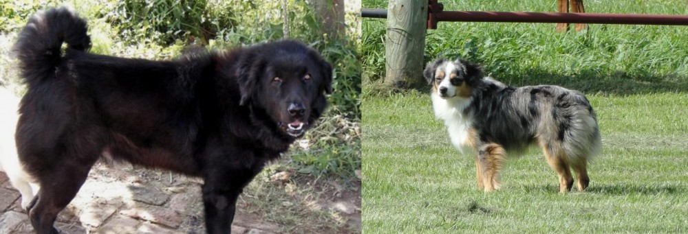 Toy Australian Shepherd vs Bakharwal Dog - Breed Comparison