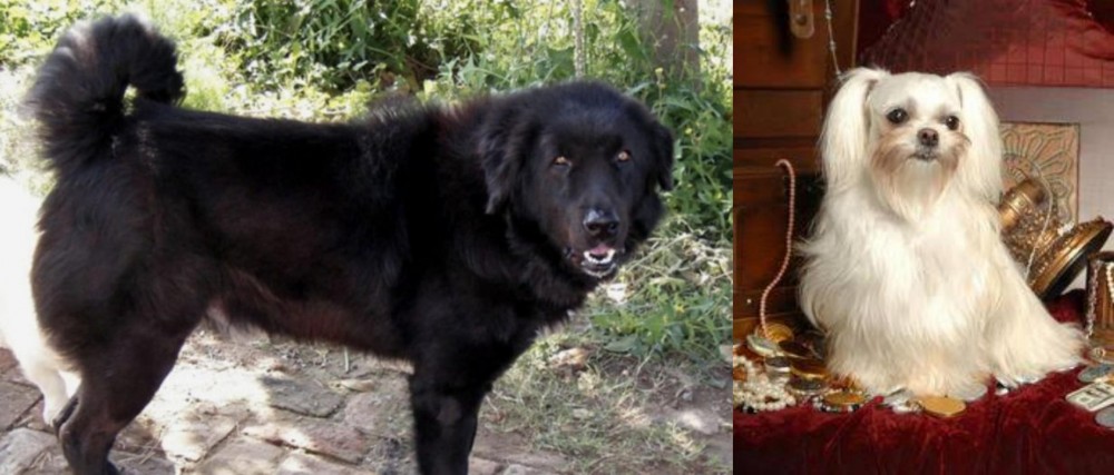 Toy Mi-Ki vs Bakharwal Dog - Breed Comparison