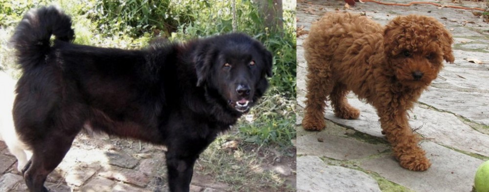 Toy Poodle vs Bakharwal Dog - Breed Comparison