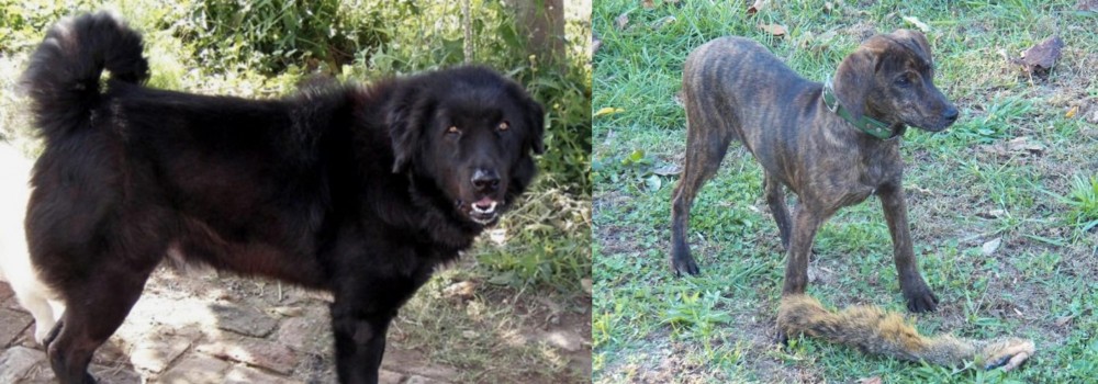 Treeing Cur vs Bakharwal Dog - Breed Comparison
